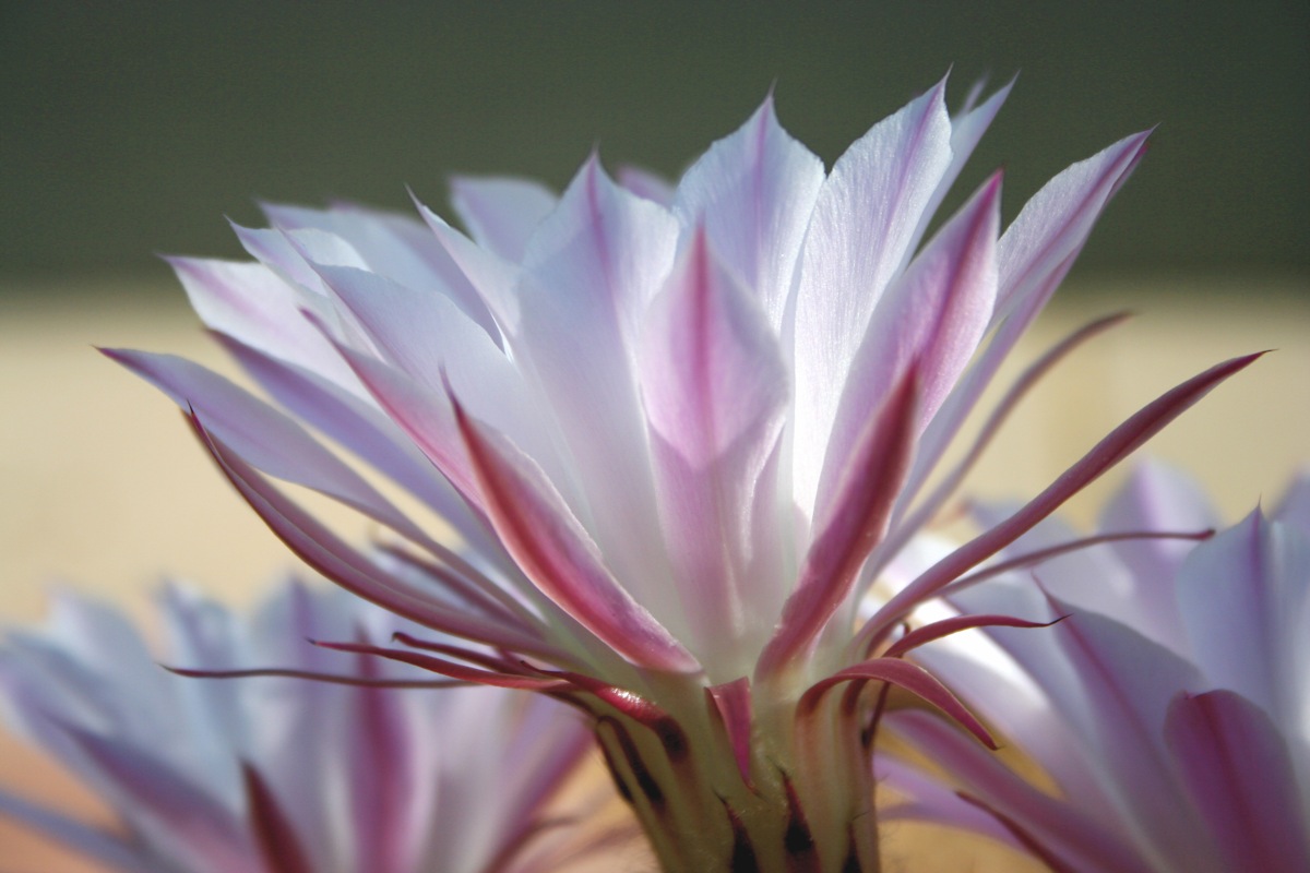 ceres flower