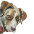 Profile Picture for Alan Levine aka CogDog