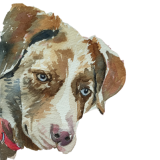 Profile Picture for Alan Levine aka CogDog